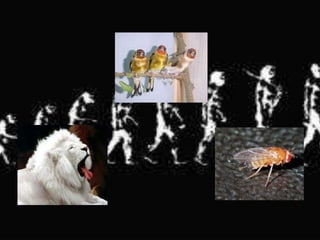 Teorías de la evolución