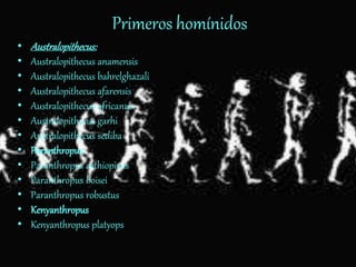 Primeros homínidos
• Australopithecus:
• Australopithecus anamensis
• Australopithecus bahrelghazali
• Australopithecus afarensis
• Australopithecus africanus
• Australopithecus garhi
• Australopithecus sediba
• Paranthropus
• Paranthropus aethiopicus
• Paranthropus boisei
• Paranthropus robustus
• Kenyanthropus
• Kenyanthropus platyops
 