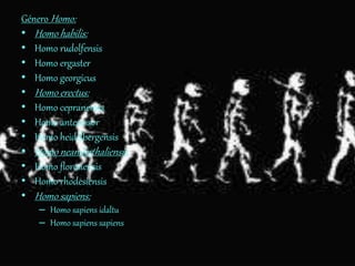 Género Homo:
• Homo habilis:
• Homo rudolfensis
• Homo ergaster
• Homo georgicus
• Homo erectus:
• Homo cepranensis
• Homo antecessor
• Homo heidelbergensis
• Homo neanderthaliensis
• Homo floresiensis
• Homo rhodesiensis
• Homo sapiens:
– Homo sapiens idaltu
– Homo sapiens sapiens
 