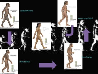 Australopithecus
Homo Habilis
Homo Erectus
Homo Sapiens
Homo Neanderthal
 