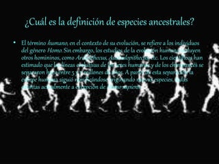 ¿Cuál es la definición de especies ancestrales?
• El término humano, en el contexto de su evolución, se refiere a los individuos
del género Homo. Sin embargo, los estudios de la evolución humana incluyen
otros homininos, como Ardipithecus, Australopithecus, etc. Los científicos han
estimado que las líneas evolutivas de los seres humanos y de los chimpancés se
separaron hace entre 5 y 7 millones de años. A partir de esta separación la
estirpe humana siguió ramificándose originando nuevas especies, todas
extintas actualmente a excepción de Homo sapiens.
 