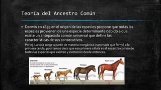 Teoría del Ancestro Común
▪ Darwin en 1859 en el origen de las especies propone que todas las
especies provienen de una especie determinante debido a que
existe un antepasado común universal que define las
características de sus consecutivos.
Por ej. La vida surge a partir de materia inorgánica inanimada que formó a la
primera célula, podríamos decir que esa primera célula es el ancestro común de
todas las especies que existen y existieron desde entonces.
 