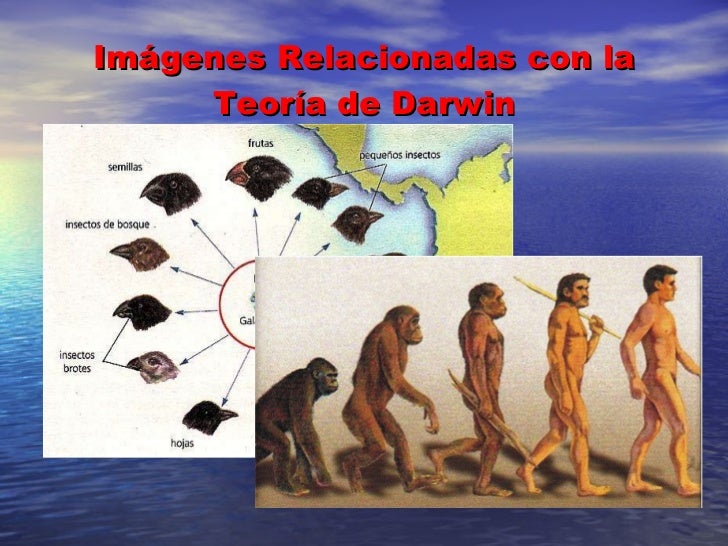Teorías de la evolución de lamarck y darwin Teorías de la evolución de lamarck y darwin