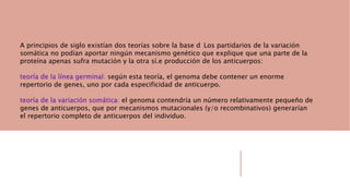 A principios de siglo existían dos teorías sobre la base d Los partidarios de la variación
somática no podían aportar ningún mecanismo genético que explique que una parte de la
proteína apenas sufra mutación y la otra sí.e producción de los anticuerpos:
teoría de la línea germinal: según esta teoría, el genoma debe contener un enorme
repertorio de genes, uno por cada especificidad de anticuerpo.
teoría de la variación somática: el genoma contendría un número relativamente pequeño de
genes de anticuerpos, que por mecanismos mutacionales (y/o recombinativos) generarían
el repertorio completo de anticuerpos del individuo.
 