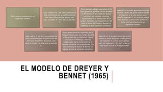 EL MODELO DE DREYER Y
BENNET (1965)
Estos autores propusieron un
ingenioso modelo:
cada cadena H o L de inmunoglobulina
está constituida por la codificación de
dos tipos diferentes de genes, uno
para la región V y otro para la porción
C.
Estos genes estarían separados en la
línea germinal, pero se unirían durante
el desarrollo de los linfocitos B para
constituir un mensaje continuo
responsable de la producción de la
cadena completa correspondiente. (En
esto la teoría de Dreyer & Bennet se
parece a la de la variación somática).
Además, en la línea germinal existirían
cientos o miles de genes codificadores
de regiones V, y unos pocos genes
para las regiones C. (En esto se parece
esta teoría a la de la línea germinal).
Estos autores propusieron un
ingenioso modelo:
cada cadena H o L de inmunoglobulina
está constituida por la codificación de
dos tipos diferentes de genes, uno
para la región V y otro para la porción
C.
Estos genes estarían separados en la
línea germinal, pero se unirían durante
el desarrollo de los linfocitos B para
constituir un mensaje continuo
responsable de la producción de la
cadena completa correspondiente. (En
esto la teoría de Dreyer & Bennet se
parece a la de la variación somática).
Además, en la línea germinal existirían
cientos o miles de genes codificadores
de regiones V, y unos pocos genes
para las regiones C. (En esto se parece
esta teoría a la de la línea germinal).
 