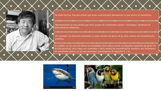 De todas formas, hay que aclarar que estos experimentos demuestran lo que ocurre en mamíferos.
Recientemente se está viendo que otros grupos de vertebrados poseen "estrategias" genéticas de
diversificación diferentes.
Por ejemplo, los tiburones presentan un gran número de genes de Ig, pero carecen de recombinación
somática.
En cambio, en las aves (al menos las estudiadas hasta ahora) existe un pequeño repertorio de genes en
la línea germinal, pero luego son sometidos a altos niveles de recombinación somática, por fenómenos
de conversión génica, en los que participan pseudogenes de regiones VL y VH.
 