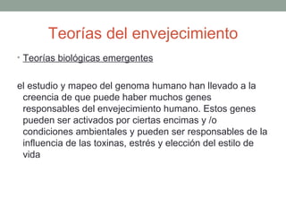 Teorías del envejecimiento
• Teorías biológicas emergentes


el estudio y mapeo del genoma humano han llevado a la
 creencia de que puede haber muchos genes
 responsables del envejecimiento humano. Estos genes
 pueden ser activados por ciertas encimas y /o
 condiciones ambientales y pueden ser responsables de la
 influencia de las toxinas, estrés y elección del estilo de
 vida
 