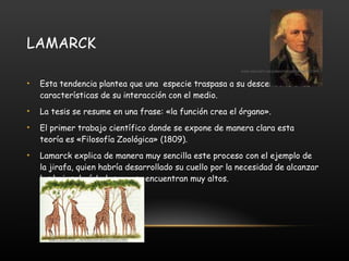 LAMARCK Esta tendencia plantea que una  especie traspasa a su descendencia las características de su interacción con el medio. La tesis se resume en una frase: «la función crea el órgano». El primer trabajo científico donde se expone de manera clara esta teoría es «Filosofía Zoológica» (1809). Lamarck explica de manera muy sencilla este proceso con el ejemplo de la jirafa, quien habría desarrollado su cuello por la necesidad de alcanzar los hojas de árboles que se encuentran muy altos. www.educarm.es/paleontologia/lamarck.htm   ciam.ucol.mx/.../evolucion/evolucion.htm 