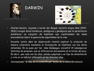 DARWIN Charles Darwin, viajando a bordo del  Beagle , durante largos años (1831- 1836) recogió datos botánicos, zoológicos y geológicos que le permitieron establecer un conjunto de hipótesis que cuestionaban las ideas precedentes sobre la generación espontánea de la vida.  Durante veinte años de observación intentó explicar la evolución de manera coherente mediante la formulación de hipótesis con los datos obtenidos. En su paso por las  islas Galápagos, encontró 14 subespecies distintas de pinzones, que se diferencian únicamente en la forma del pico. Es decir, que cada una de ellas, estaba adaptada a un tipo de alimentación y vivía en un hábitat diferente en las diversas islas. Conclusiones,  la idea de la evolución por medio de la selección natural. http://www.portalplanetasedna.com.ar/teoria_evolucion.htm www.genciencia.com/biologia/nuevo-descubrimie... 