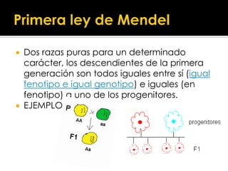 Primera ley de MendelDos razaspuras para undeterminadocarácter, losdescendientesde la primerageneración son todosigualesentresí (igual fenotipo e igual genotipo) e iguales (en fenotipo) a uno de losprogenitores.EJEMPLO