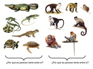 1. EL LARGO CAMINO HACIA EL
EVOLUCIONISMO
FIJISMO
Las especies son inmutables, es decir, han sido creadas tal y como las
vemos hoy. Ideas fundadas en:
• La visión antropocéntrica del mundo
• La idea de una edad de la Tierra de 6000 años de antigüedad.
• “Falsas evidencias de sentido común”.
El máximo defensor del fijismo fue Cuvier (17691832). Planteó la existencia de grandes catástrofes
(catastrofismo) a lo largo de la historia de la Tierra
para explicar la existencia de fósiles diferentes a las
especies actuales. A esos periodos de extinción de
especies seguirían otros de creación de nuevas
especies.

 