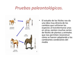 4.
CÓMO
ESPECIES

SE

ORIGINAN

Cuando se originan las especies dejan de reproducirse unas con
otras. Adoptan colores, formas y comportamientos que les impiden
cruzarse con especies diferentes

Especiación: proceso por el que a partir de una especie se originan
dos o más. Fases en el mecanismo de especiación:

1.Aislamiento GEOGRÁFICO: dos poblaciones de la misma especie
quedan separadas por una barrera geográfica (mar, montaña).
Las poblaciones divididas irán adquiriendo
distintas mutaciones en sus genes y con el
paso del tiempo llegarán a producir razas
distintas que se convertirán en especies
distintas

NUEVAS

 