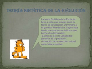 TEORÍA SINTÉTICA DE LA EVOLUCIÓNLa teoría Sintética de la Evolución lleva a cabo una síntesis entre la teoría de la Selección Darwiniana y la genética Mendeliana. Según esta teoría la evolución es debida a dos hechos fundamentales: -Existencia de una variabilidad genética de la población.-Actuación de la selección natural como base evolutiva.