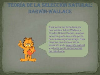TEORÍA DE LA SELECCIÓN NATURAL: DARWIN-WALLACEEsta teoría fue formulada por dos fuentes: Alfred Wallace y Charles Robert Darwin, aunque la teoría quedó resumida por la de nuestro segundo amigo. Ésta propone que el motor de la evolución es la selección natural y la lucha por la supervivencia del más fuerte. 