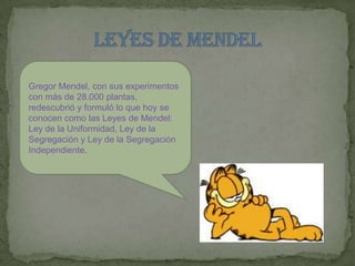 LEYES DE MENDELGregorMendel, con sus experimentos con más de 28.000 plantas, redescubrió y formuló lo que hoy se conocen como las Leyes de Mendel: Ley de la Uniformidad, Ley de la Segregación y Ley de la Segregación Independiente.