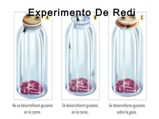Experimento De Redi 
 