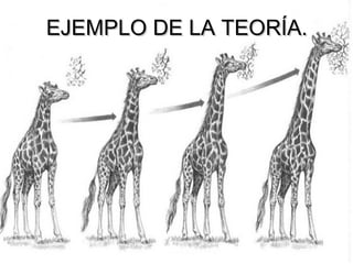 EEJJEEMMPPLLOO DDEE LLAA TTEEOORRÍÍAA.. 
 