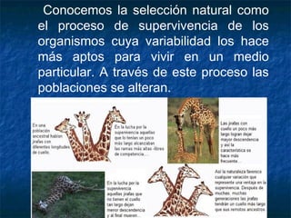 Conocemos la selección natural como 
el proceso de supervivencia de los 
organismos cuya variabilidad los hace 
más aptos para vivir en un medio 
particular. A través de este proceso las 
poblaciones se alteran. 
 