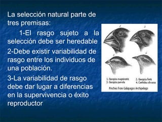 La selección natural parte de 
tres premisas: 
1-El rasgo sujeto a la 
selección debe ser heredable 
2-Debe existir variabilidad de 
rasgo entre los individuos de 
una población. 
3-La variabilidad de rasgo 
debe dar lugar a diferencias 
en la supervivencia o éxito 
reproductor 
 