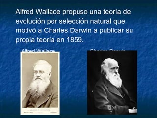 Alfred Wallace propuso una teoría de 
evolución por selección natural que 
motivó a Charles Darwin a publicar su 
propia teoría en 1859. 
Alfred Wallace Charles Darwin 
 
