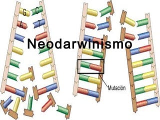 Neodarwinismo 
 