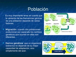 Población 
Es muy importante tener en cuenta que 
la variación de las frecuencias génicas 
de una población depende de varios 
factores: 
 Migración: cuando dos poblaciones 
evolucionan por separado los cambios 
genéticos que ocurren en ellas son 
diferentes. 
 Deriva genética: que un organismo 
sobreviva no depende de su mejor 
capacidad de adaptación, sino 
simplemente del azar. 
 