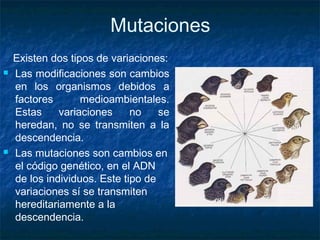 Mutaciones 
Existen dos tipos de variaciones: 
 Las modificaciones son cambios 
en los organismos debidos a 
factores medioambientales. 
Estas variaciones no se 
heredan, no se transmiten a la 
descendencia. 
 Las mutaciones son cambios en 
el código genético, en el ADN 
de los individuos. Este tipo de 
variaciones sí se transmiten 
hereditariamente a la 
descendencia. 
 