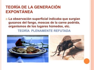 TEORÍA DE LA GENERACIÓN EXPONTÁNEALa observación superficial indicaba que surgían gusanos del fango, moscas de la carne podrida, organismos de los lugares húmedos, etc.TEORÍA  PLENAMENTE REFUTADA