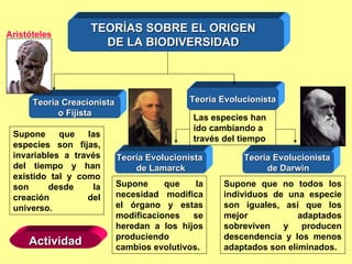 TEORÍAS SOBRE EL ORIGEN DE LA BIODIVERSIDAD Teoría Creacionista  o Fijista Teoría Evolucionista Teoría Evolucionista  de Lamarck Teoría Evolucionista  de Darwin Supone que las especies son fijas, invariables a través del tiempo y han existido tal y como son desde la creación del universo. Las especies han ido cambiando a través del tiempo Supone que la necesidad modifica el órgano y estas modificaciones se heredan a los hijos produciendo cambios evolutivos. Supone que no todos los individuos de una especie son iguales, así que los mejor adaptados sobreviven y producen descendencia y los menos adaptados son eliminados. Actividad Aristóteles 