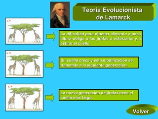 Teoría Evolucionista  de Lamarck Volver La dificultad para obtener alimento a poca altura obliga a las jirafas a esforzarse y a estirar el cuello. Su cuello crece y esta modificación se transmite a la siguiente generación . La nueva generación de jirafas tiene el cuello más largo. 