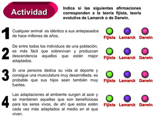 Actividad Indica si las siguientes afirmaciones corresponden a la teoría fijista, teoría evolutiva de Lamarck o de Darwin. Cualquier animal  es idéntico a sus antepasados de hace millones de años. Fijista Lamarck Darwin De entre todos los individuos de una población, es más fácil que sobrevivan y produzcan descendencia aquellos que están mejor adaptados. Fijista Lamarck Darwin Si una persona dedica su vida al deporte y consigue una musculatura muy desarrollada, es probable que sus hijos sean también muy fuertes. Las adaptaciones al ambiente surgen al azar y se mantienen aquellas que son beneficiosas para los seres vivos, de ahí que estos estén cada vez más adaptados al medio en el que viven. Fijista Lamarck Darwin Fijista Lamarck Darwin 1 2 3 4 