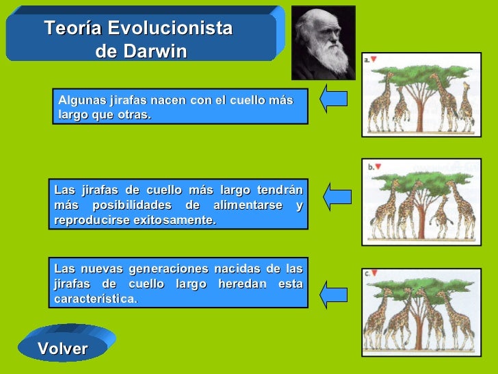 el origen de la diversidad