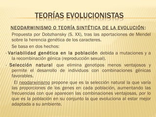 NEODARWINISMO O TEORÍA SINTÉTICA DE LA EVOLUCIÓN:
- Propuesta por Dobzhansky (S. XX), tras las aportaciones de Mendel
sobre la herencia genética de los caracteres.
- Se basa en dos hechos:
· Variabilidad genética en la población debida a mutaciones y a
la recombinación génica (reproducción sexual).
· Selección natural que elimina genotipos menos ventajosos y
permite el desarrollo de individuos con combinaciones génicas
favorables.
El neodarwinismo propone que es la selección natural la que varía
las proporciones de los genes en cada población, aumentando las
frecuencias con que aparecen las combinaciones ventajosas, por lo
que es la población en su conjunto la que evoluciona al estar mejor
adaptada a su ambiente.
 