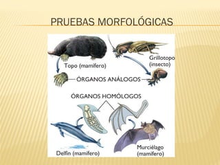 PRUEBAS MORFOLÓGICAS
 