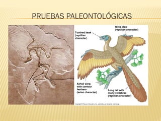 PRUEBAS PALEONTOLÓGICAS
 