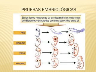 PRUEBAS EMBRIOLÓGICAS
 