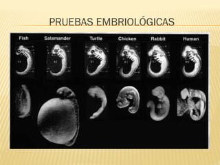PRUEBAS EMBRIOLÓGICAS
 