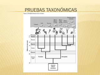 PRUEBAS TAXONÓMICAS
 