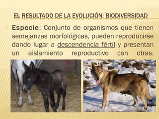  Especie: Conjunto de organismos que tienen
semejanzas morfológicas, pueden reproducirse
dando lugar a descendencia fértil y presentan
un aislamiento reproductivo con otras.
especies.
 
