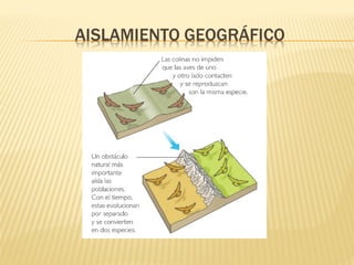 Teorías sobre el Origen de la Diversidad 