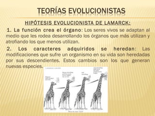 HIPÓTESIS EVOLUCIONISTA DE LAMARCK:
-1. La función crea el órgano: Los seres vivos se adaptan al
medio que les rodea desarrollando los órganos que más utilizan y
atrofiando los que menos utilizan.
-2. Los caracteres adquiridos se heredan: Las
modificaciones que sufre un organismo en su vida son heredadas
por sus descendientes. Estos cambios son los que generan
nuevas especies.
 
