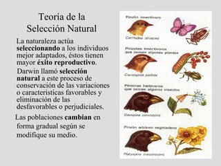 Teoría de la
Selección Natural
La naturaleza actúa
seleccionando a los individuos
mejor adaptados, éstos tienen
mayor éxito reproductivo.
Darwin llamó selección
natural a este proceso de
conservación de las variaciones
o caracteristicas favorables y
eliminación de las
desfavorables o perjudiciales.
Las poblaciones cambian en
forma gradual según se
modifique su medio.
 