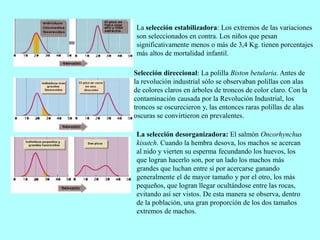 La selección estabilizadora: Los extremos de las variaciones
son seleccionados en contra. Los niños que pesan
significativamente menos o más de 3,4 Kg. tienen porcentajes
más altos de mortalidad infantil.
Selección direccional: La polilla Biston betularia. Antes de
la revolución industrial sólo se observaban polillas con alas
de colores claros en árboles de troncos de color claro. Con la
contaminación causada por la Revolución Industrial, los
troncos se oscurecieron y, las entonces raras polillas de alas
oscuras se convirtieron en prevalentes.
La selección desorganizadora: El salmón Oncorhynchus
kisutch. Cuando la hembra desova, los machos se acercan
al nido y vierten su esperma fecundando los huevos, los
que logran hacerlo son, por un lado los machos más
grandes que luchan entre sí por acercarse ganando
generalmente el de mayor tamaño y por el otro, los más
pequeños, que logran llegar ocultándose entre las rocas,
evitando así ser vistos. De esta manera se observa, dentro
de la población, una gran proporción de los dos tamaños
extremos de machos.
 