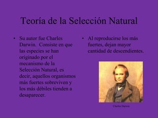 Teoría de la Selección Natural
• Su autor fue Charles
Darwin. Consiste en que
las especies se han
originado por el
mecanismo de la
Selección Natural, es
decir, aquellos organismos
más fuertes sobreviven y
los más débiles tienden a
desaparecer.
• Al reproducirse los más
fuertes, dejan mayor
cantidad de descendientes.
Charles Darwin
 