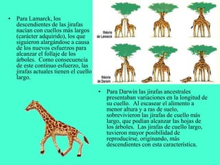 • Para Lamarck, los
descendientes de las jirafas
nacían con cuellos más largos
(carácter adquirido), los que
siguieron alargándose a causa
de los nuevos esfuerzos para
alcanzar el follaje de los
árboles. Como consecuencia
de este continuo esfuerzo, las
jirafas actuales tienen el cuello
largo.
• Para Darwin las jirafas ancestrales
presentaban variaciones en la longitud de
su cuello. Al escasear el alimento a
menor altura y a ras de suelo,
sobrevivieron las jirafas de cuello más
largo, que podían alcanzar las hojas de
los árboles. Las jirafas de cuello largo,
tuvieron mayor posibilidad de
reproducirse, originando, más
descendientes con esta característica.
 