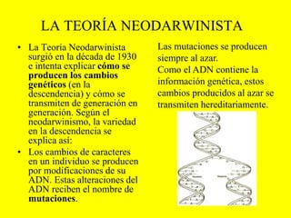 LA TEORÍA NEODARWINISTA
• La Teoría Neodarwinista
surgió en la década de 1930
e intenta explicar cómo se
producen los cambios
genéticos (en la
descendencia) y cómo se
transmiten de generación en
generación. Según el
neodarwinismo, la variedad
en la descendencia se
explica así:
• Los cambios de caracteres
en un individuo se producen
por modificaciones de su
ADN. Estas alteraciones del
ADN reciben el nombre de
mutaciones.
Las mutaciones se producen
siempre al azar.
Como el ADN contiene la
información genética, estos
cambios producidos al azar se
transmiten hereditariamente.
 
