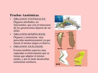Pruebas Anatómicas.
• ÓRGANOS VESTIGIALES:
Órganos atrofiados, no
funcionales, que con el transcurso
de las generaciones dejaron de ser
útiles
• ÓRGANOS HOMÓLOGOS:
Órganos y estructuras muy
parecidas anatómicamente ya que
tienen el mismo origen evolutivo.
• ÓRGANOS ANÁLOGOS:
Existen también especies muy
separadas evolutivamente que se
tienen que adaptar al mismo
medio, y por lo tanto desarrollan
estructuras similares,
 