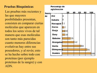 Pruebas Bioquímicas
Las pruebas más recientes y
las que mayores
posibilidades presentan,
consisten en comparar ciertas
moléculas que aparecen en
todos los seres vivos de tal
manera que esas moléculas
son tanto más parecidas
cuanto menores diferencias
evolutivas hay entre sus
poseedores, y al revés; esto
se ha hecho sobre todo con
proteínas (por ejemplo
proteínas de la sangre) y con
ADN.
 