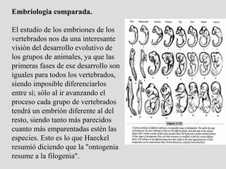 Embriologia comparada.
El estudio de los embriones de los
vertebrados nos da una interesante
visión del desarrollo evolutivo de
los grupos de animales, ya que las
primeras fases de ese desarrollo son
iguales para todos los vertebrados,
siendo imposible diferenciarlos
entre sí; sólo al ir avanzando el
proceso cada grupo de vertebrados
tendrá un embrión diferente al del
resto, siendo tanto más parecidos
cuanto más emparentadas estén las
especies. Esto es lo que Haeckel
resumió diciendo que la "ontogenia
resume a la filogenia".
 