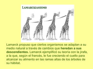 Lamarck propuso que ciertos organismos se adaptan a su
medio natural a través de cambios que heredan a sus
descendientes. Lamarck ejemplificó su teoría con la jirafa,
a la que, según el francés, le fue creciendo el cuello para
alcanzar su alimento en las ramas altas de los árboles de
su hábitat.
 
